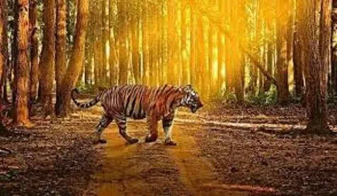 Tigers on Road